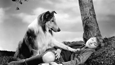 The supernatural side of Lassie: Examining the magical elements of the beloved character